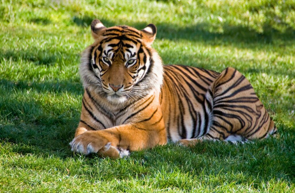 pexels-photo-2649841-1024x671 Kode Alam Mimpi Macan