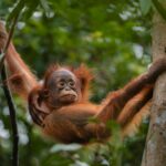 baby orangutan on tree