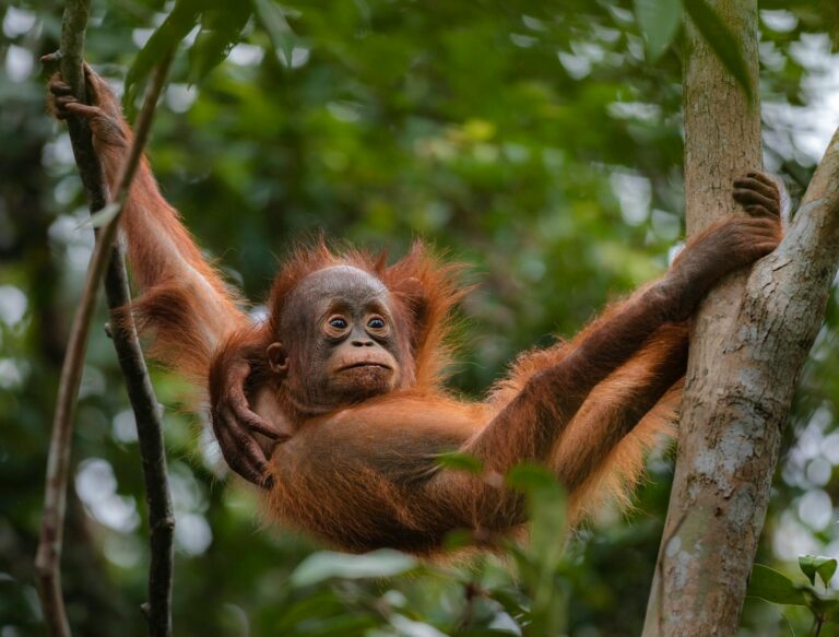 baby orangutan on tree
