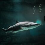 big shark underwater