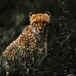 cheetah on grass