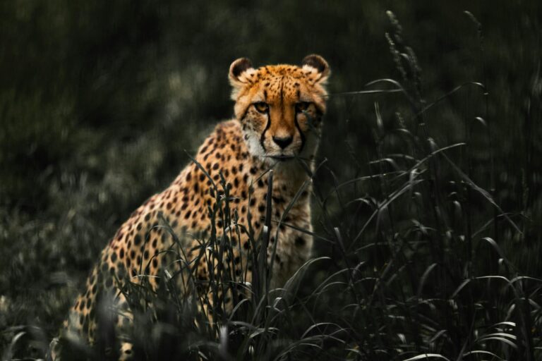 cheetah on grass