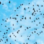 flock of birds soaring against blue sky