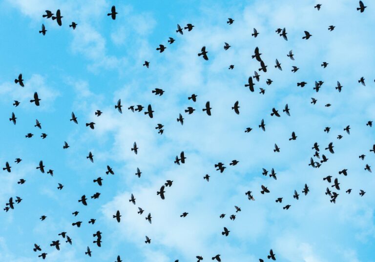 flock of birds soaring against blue sky