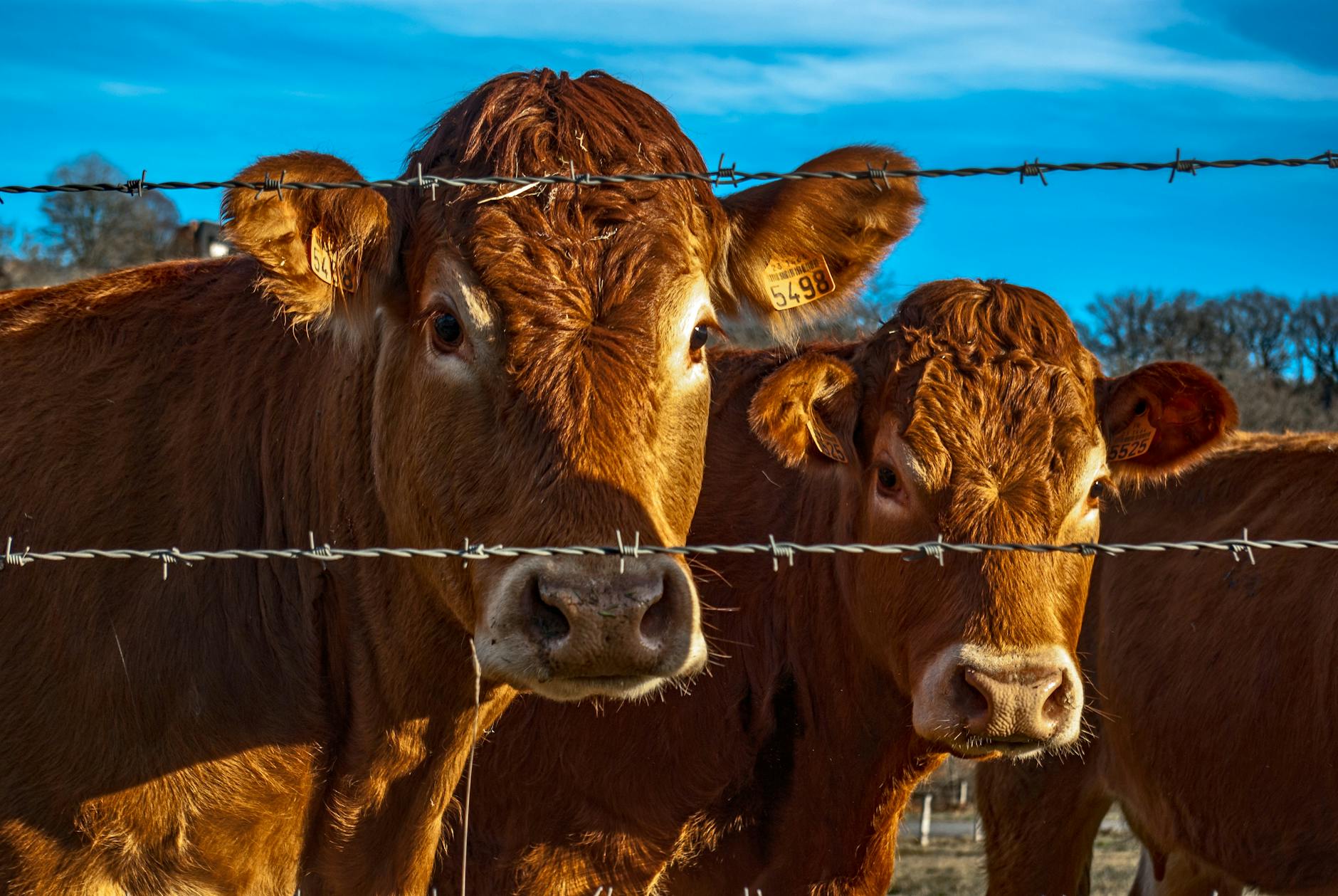 pexels-photo-301600 Kode Alam Mimpi Banteng