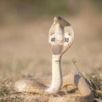 close up of indian cobra in natural habitat