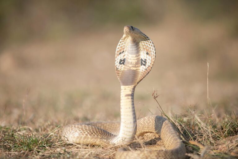 close up of indian cobra in natural habitat