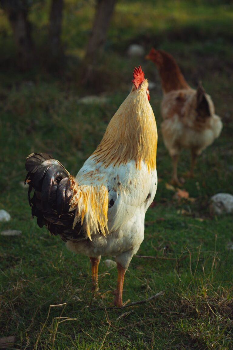 colorful rooster and hen in a rustic farm setting