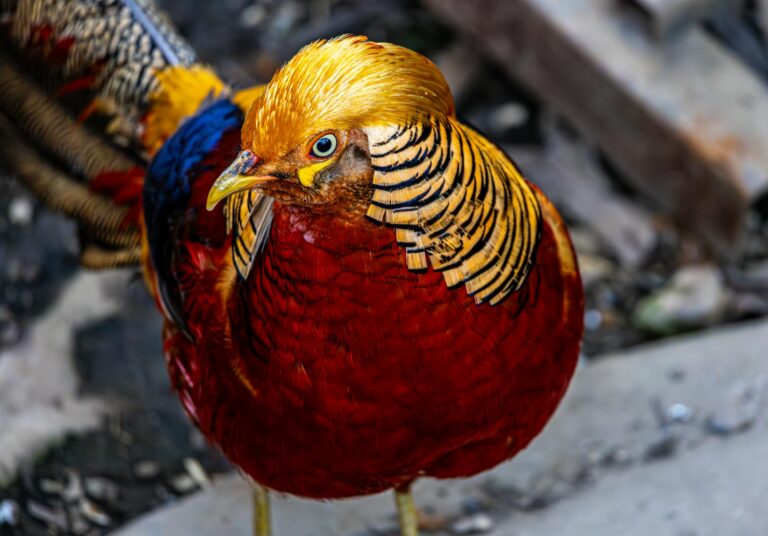 vibrant golden pheasant with colorful plumage