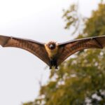flying bat in natural habitat photography