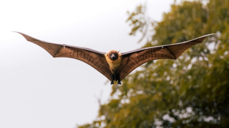 flying bat in natural habitat photography