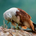brahminy kite preening on rocky cliff in vietnam