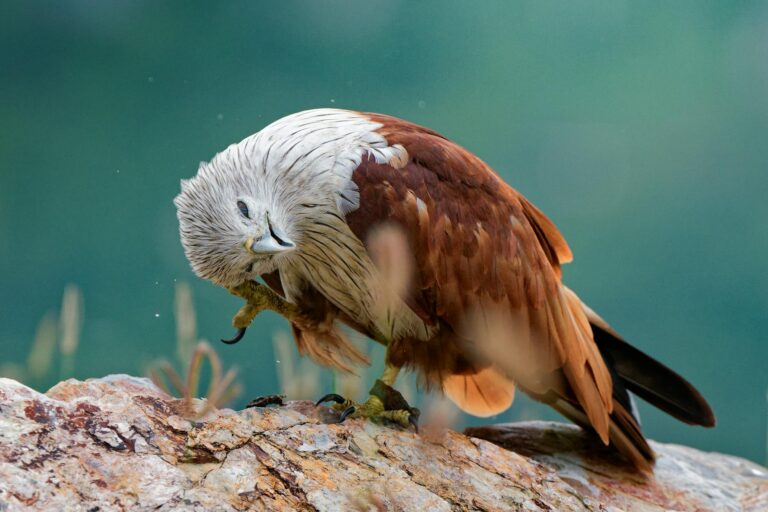 brahminy kite preening on rocky cliff in vietnam