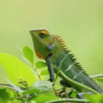 closeup photography of chameleon