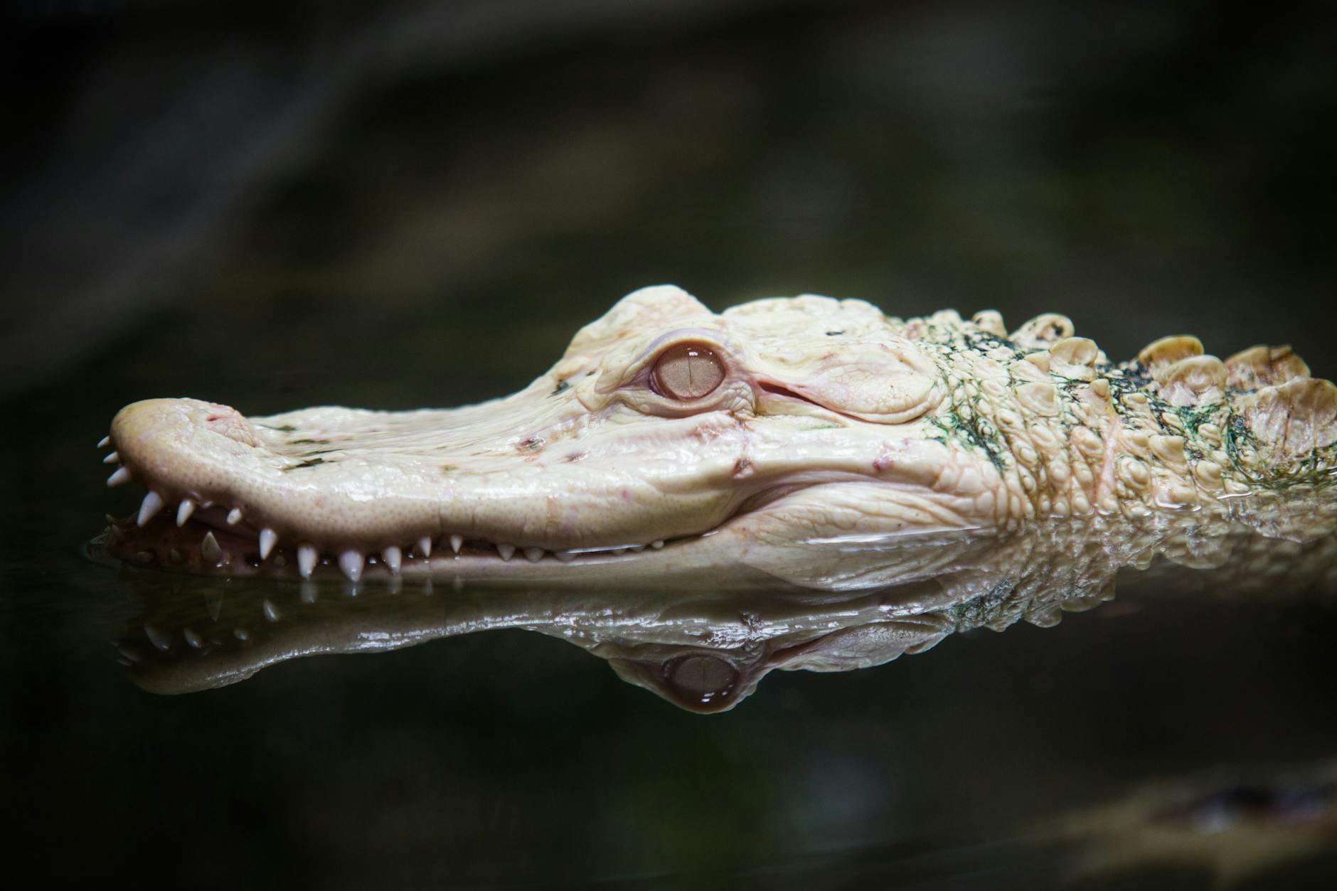 pexels-photo-326116 Kode Alam Mimpi Aligator