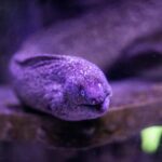 close up shot of a fish