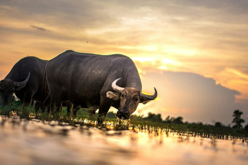 two water buffalos
