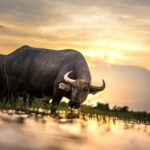 two water buffalos