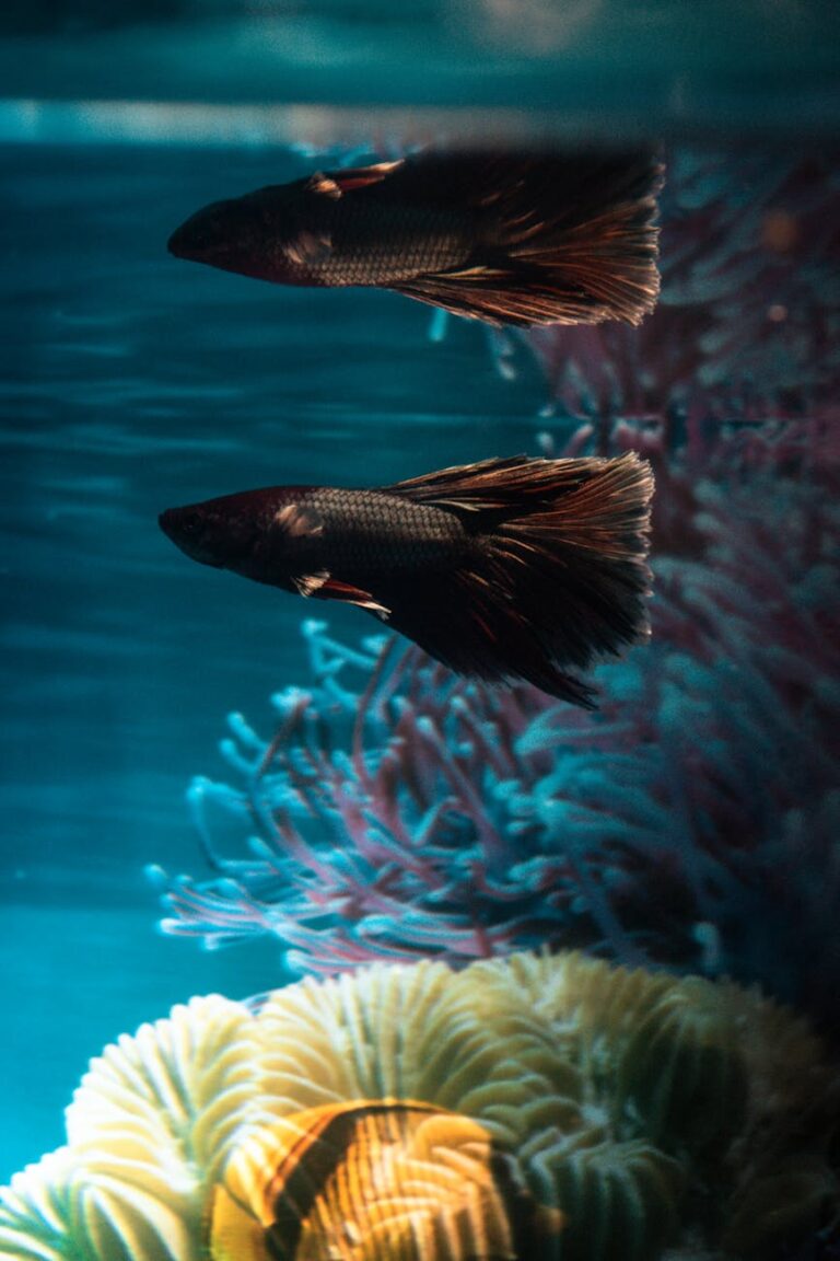 black fish in the aquarium