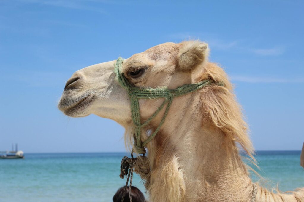 beige camel standing near shoreline