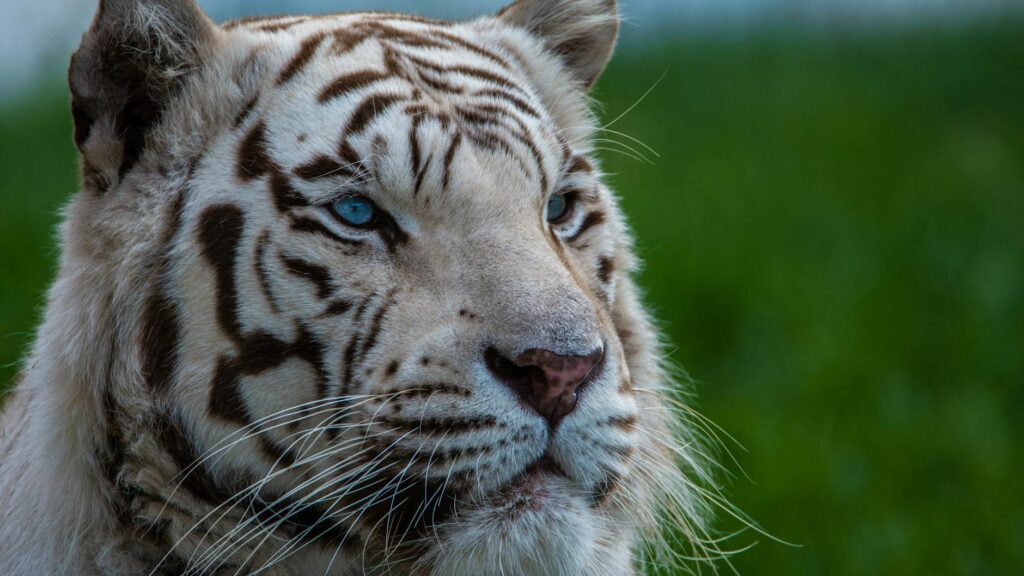close up photo of a tiger
