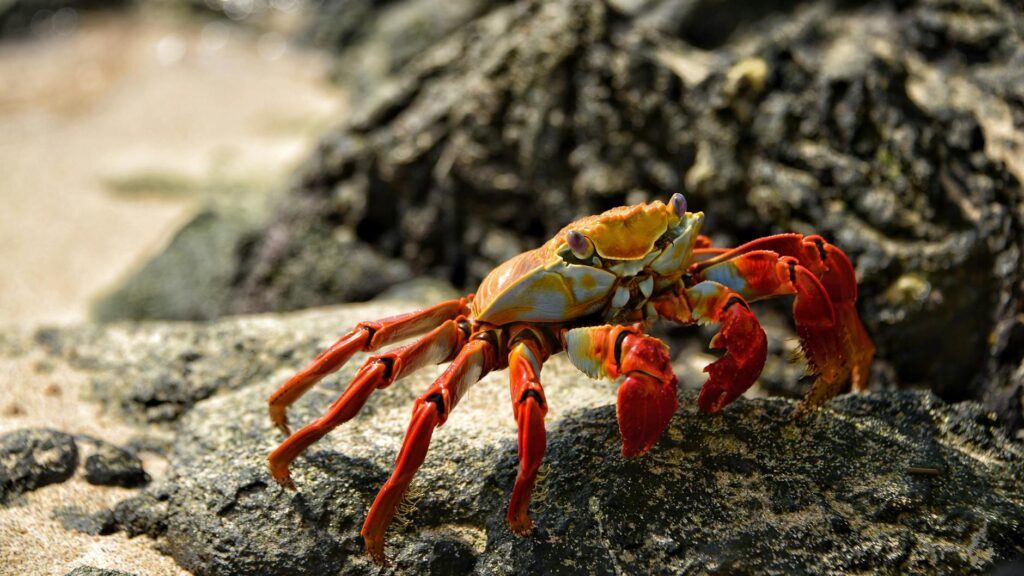 orange crab in shallow photo