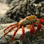 orange crab in shallow photo