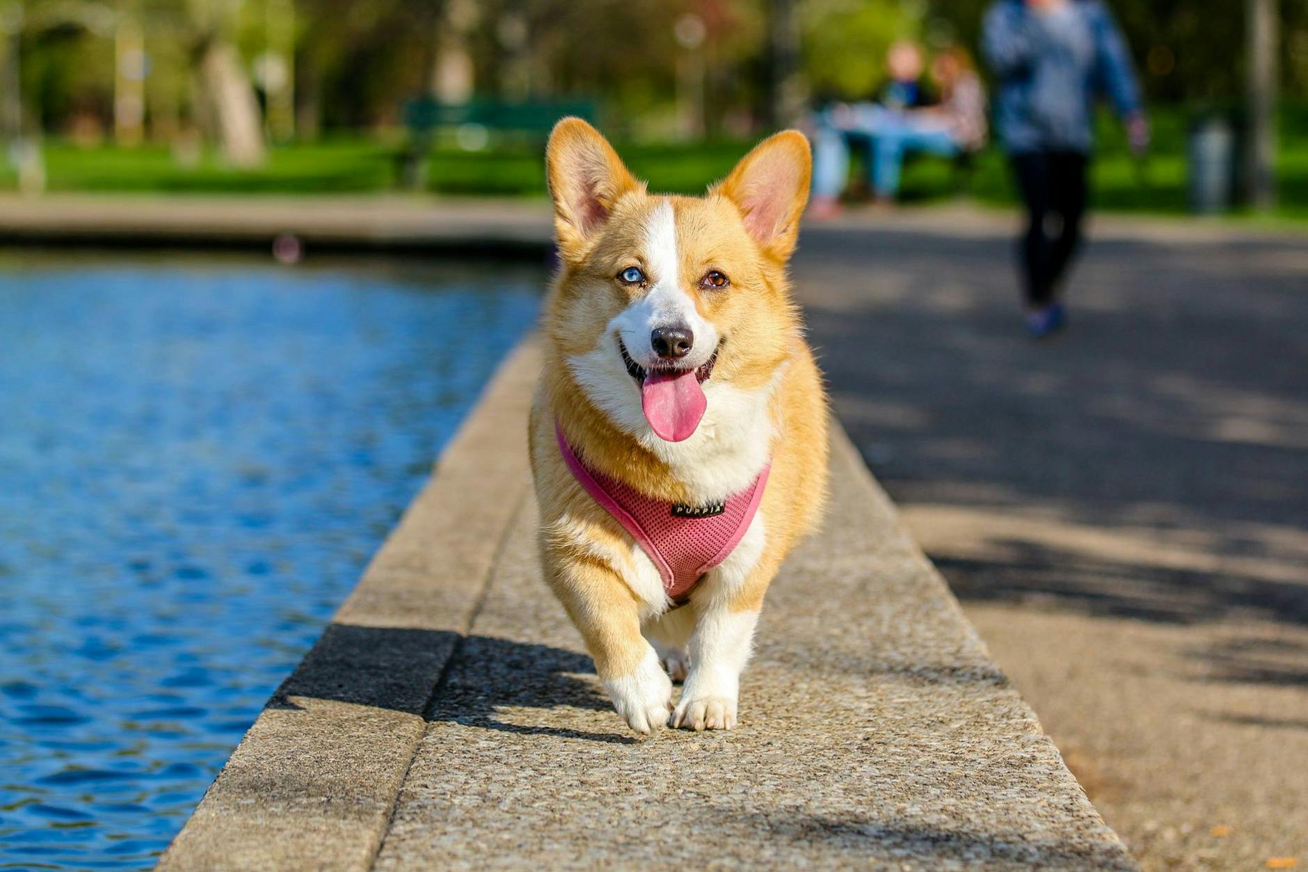 pexels-photo-58997 Kode Alam Mimpi Anjing Kesayangan Hilang