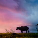 silhouette of man carrying plow while holding the rope of water buffalo walking on grass field