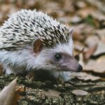 close up shot of a hedgehog