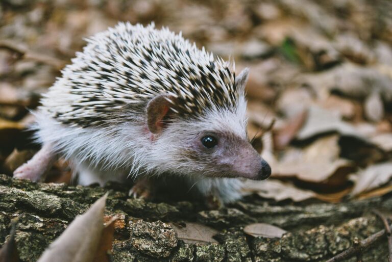close up shot of a hedgehog