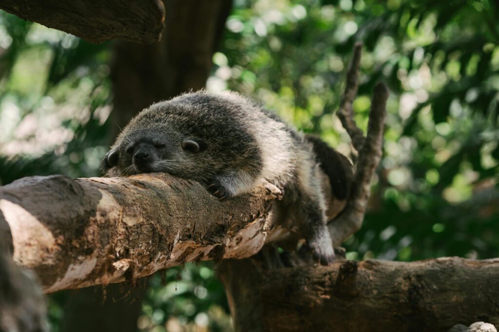 an asian palm civet sleeping on a tree branch