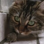 Mimpi Menangkap Tikus - Tafsiran, Makna, dan Simbolisme. Dikutip dari BUKU MIMPI. Mimpi sering kali menjadi bagian penting dalam kehidupan kita. Banyak orang percaya bahwa mimpi membawa pesan atau petunjuk dari alam bawah sadar atau bahkan kekuatan yang lebih besar.