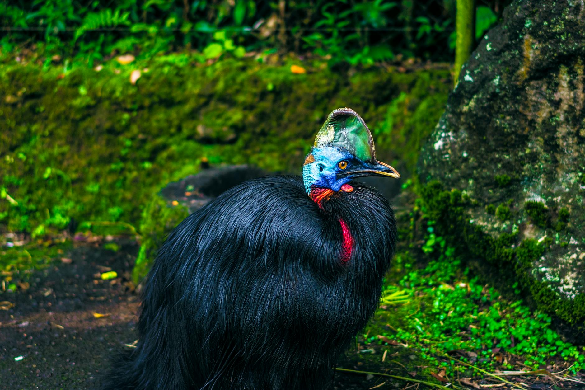 pexels-photo-795193-1 Kode Alam Mimpi Kasuari