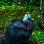 black feathered bird beside mossy stone