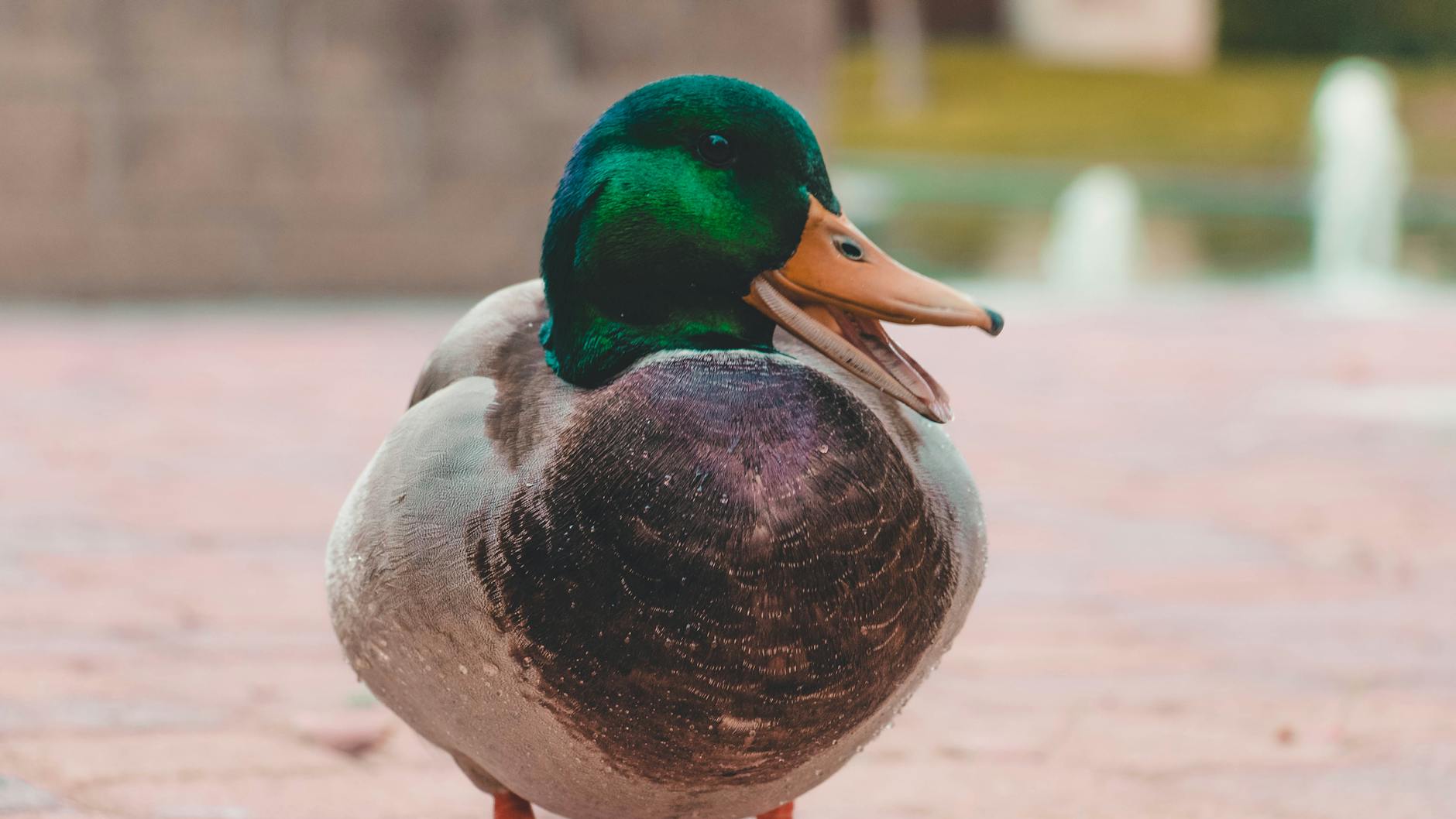pexels-photo-833687 Kode Alam Mimpi Bebek