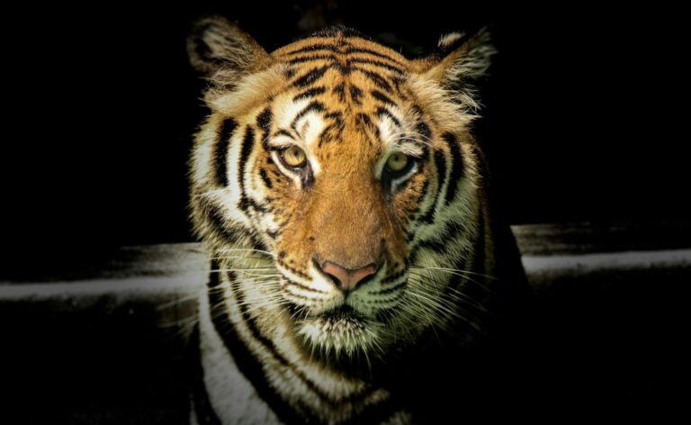 wildlife photography of tiger