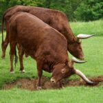 two brown bull on standing on grass
