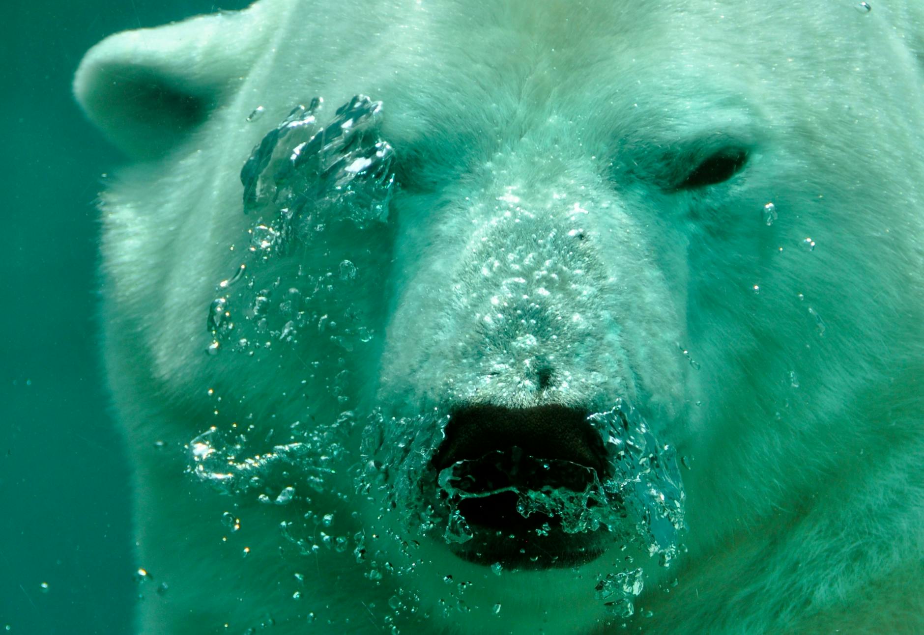 polar-bear-the-bear-water-48153 Kode Alam Mimpi Beruang Laut