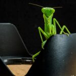 green grasshopper on black metal