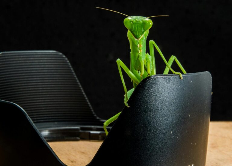 green grasshopper on black metal