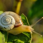 white and brown shell snail on green leaf