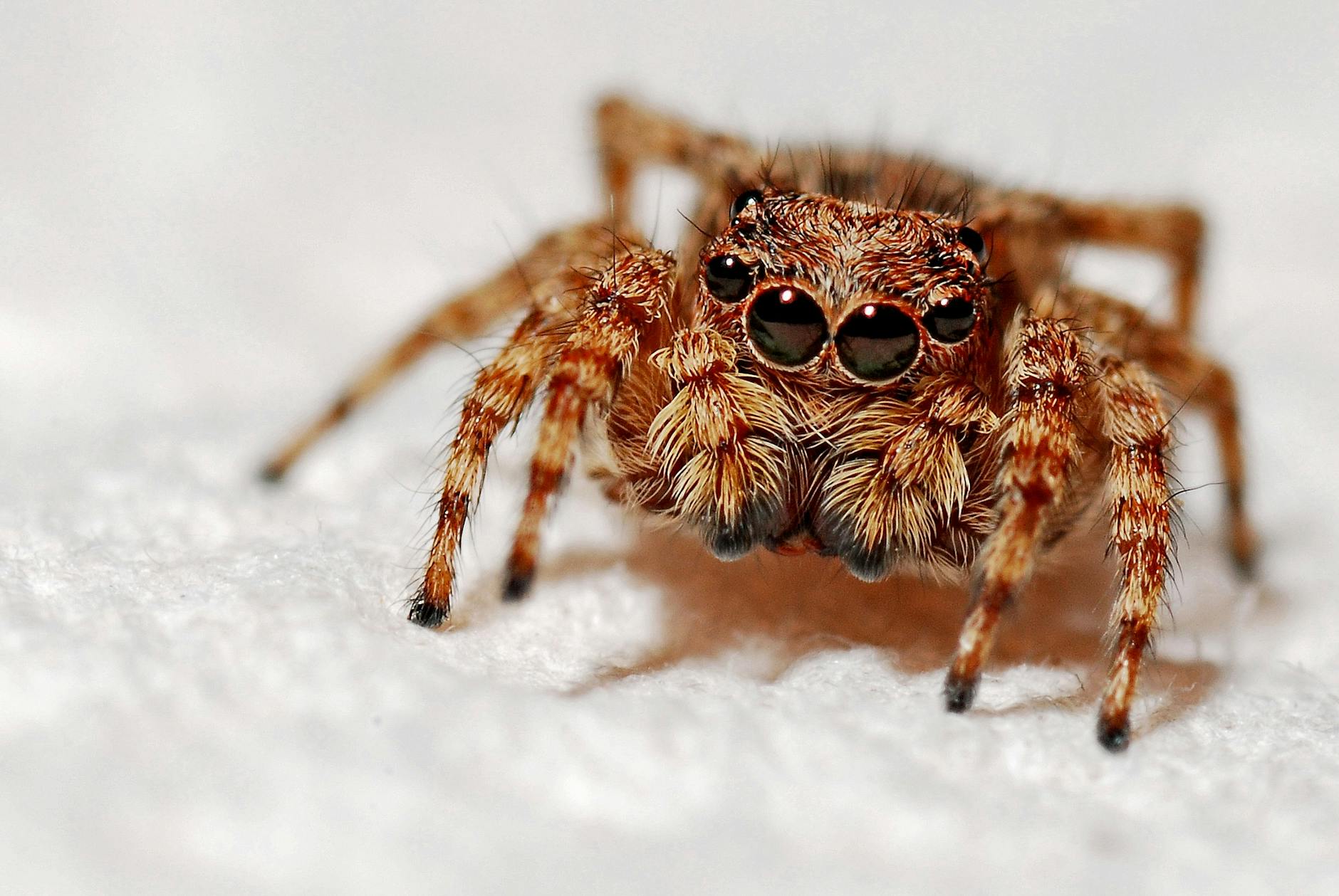 spider-macro-insect-arachnid-40860 Kode Alam Arti Mimpi Laba-laba
