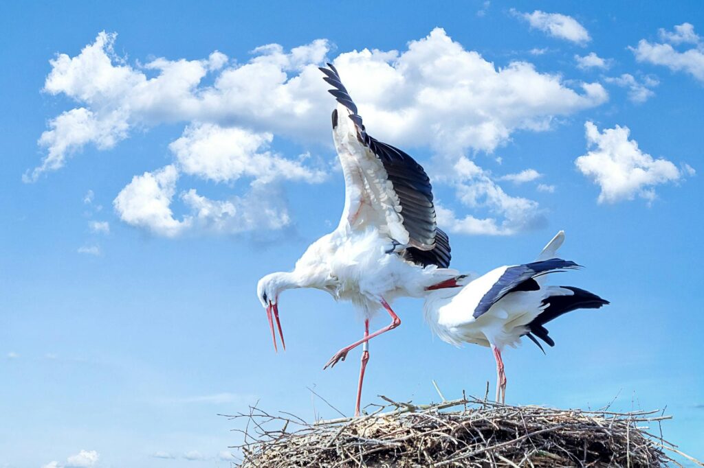 white and black birds
