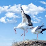 white and black birds