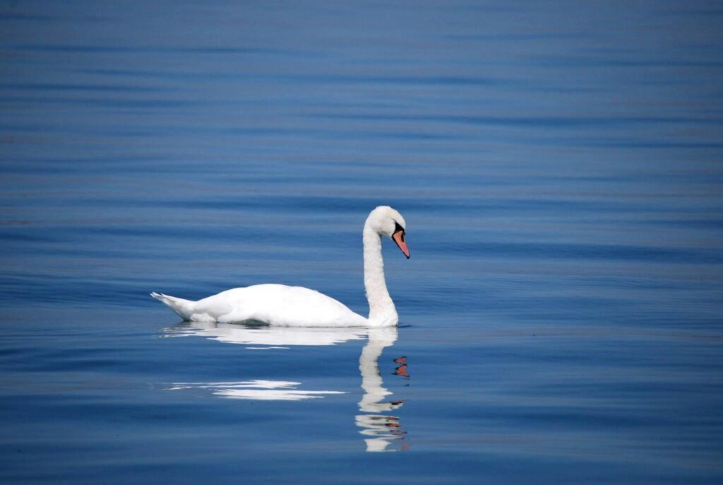 swan-bird-animal-water-67287-1024x686 Kode Alam Mimpi Angsa