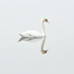 reflection of swan on body of water