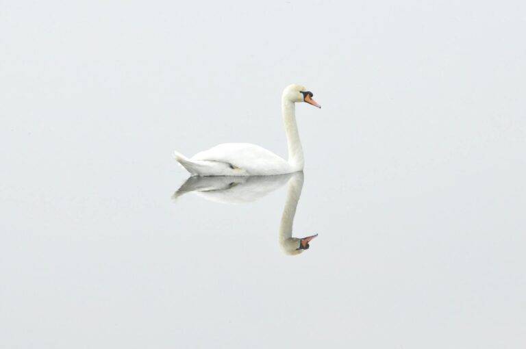 reflection of swan on body of water