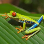 green blue yellow and orange frog on green leaf