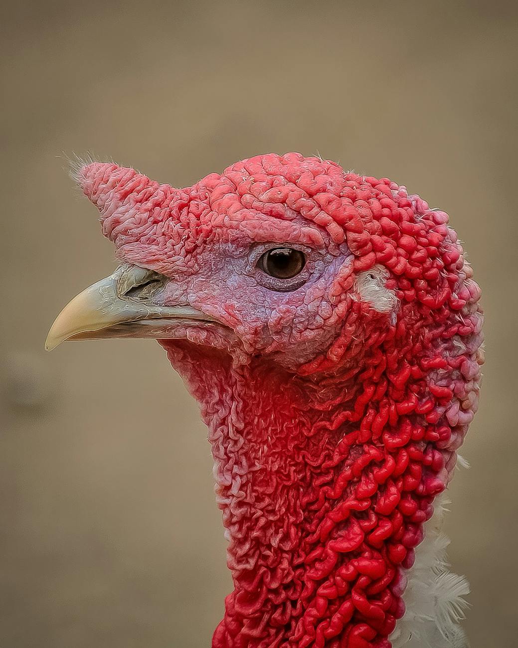turkey-profile-picture-bird-53460 Kode Alam Mimpi Ayam Kalkun